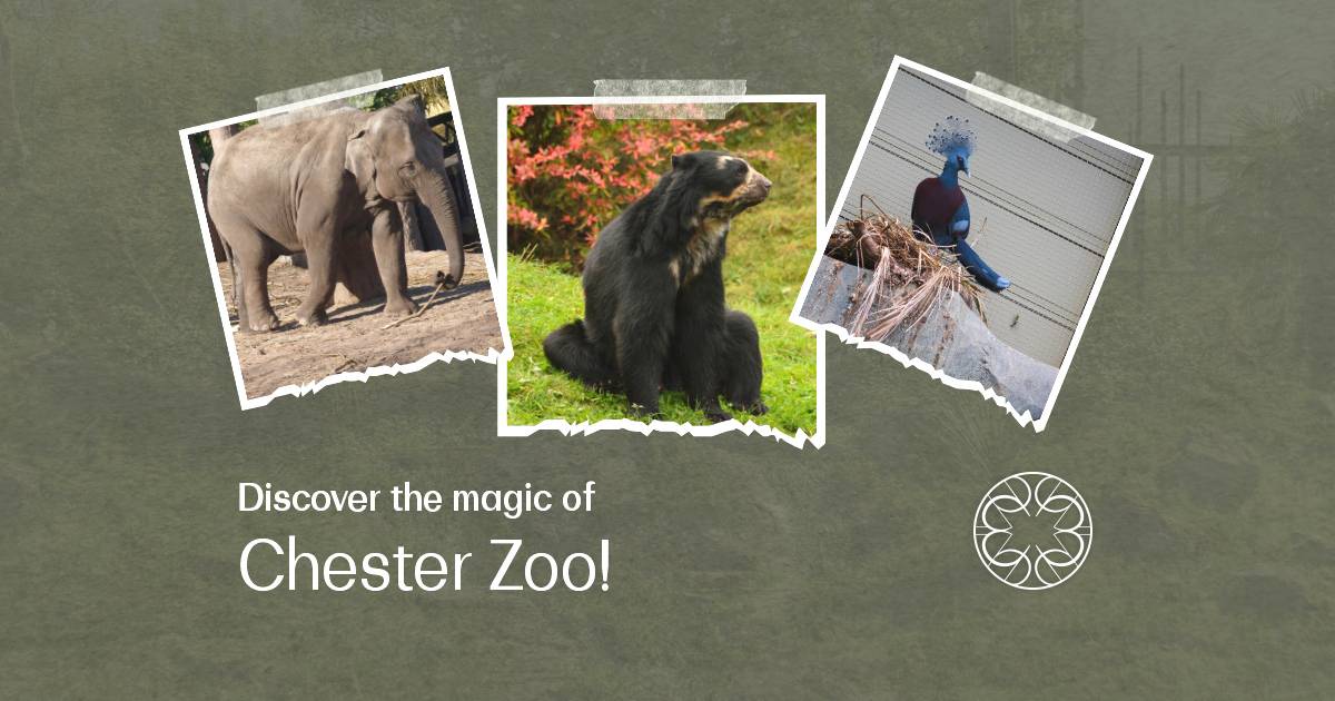 A Day at Chester Zoo: Exploring the Wonders of Wildlife