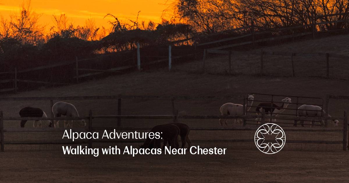 Alpaca Adventures: Walking with Alpacas Near Chester