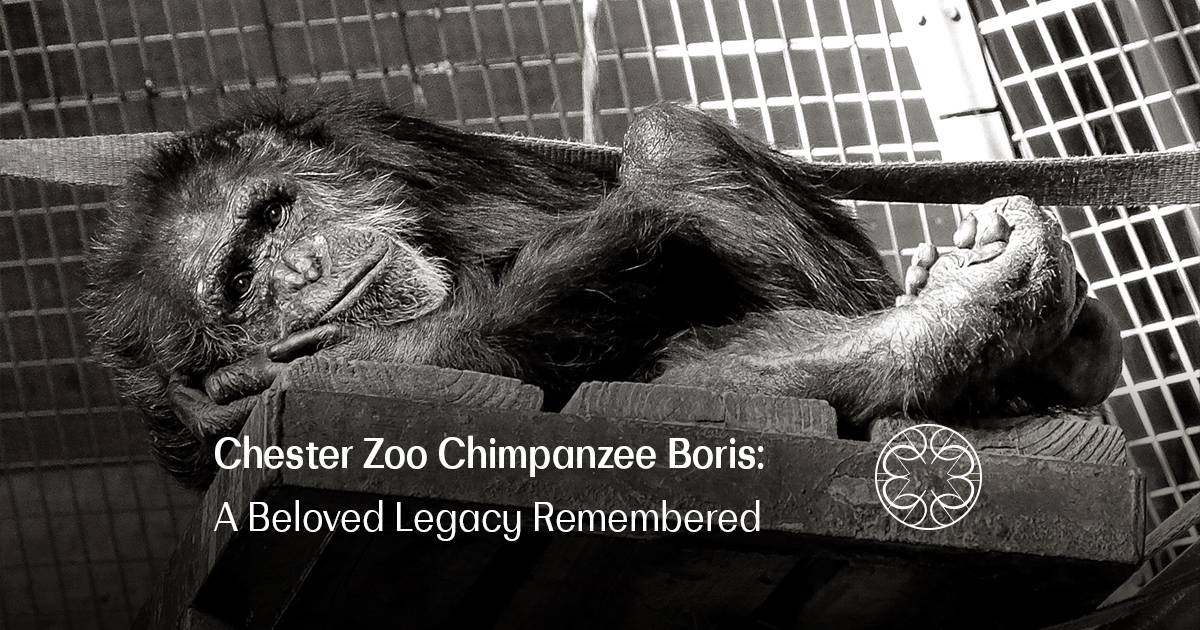 Chester Zoo Chimpanzee Boris: A Beloved Legacy Remembered