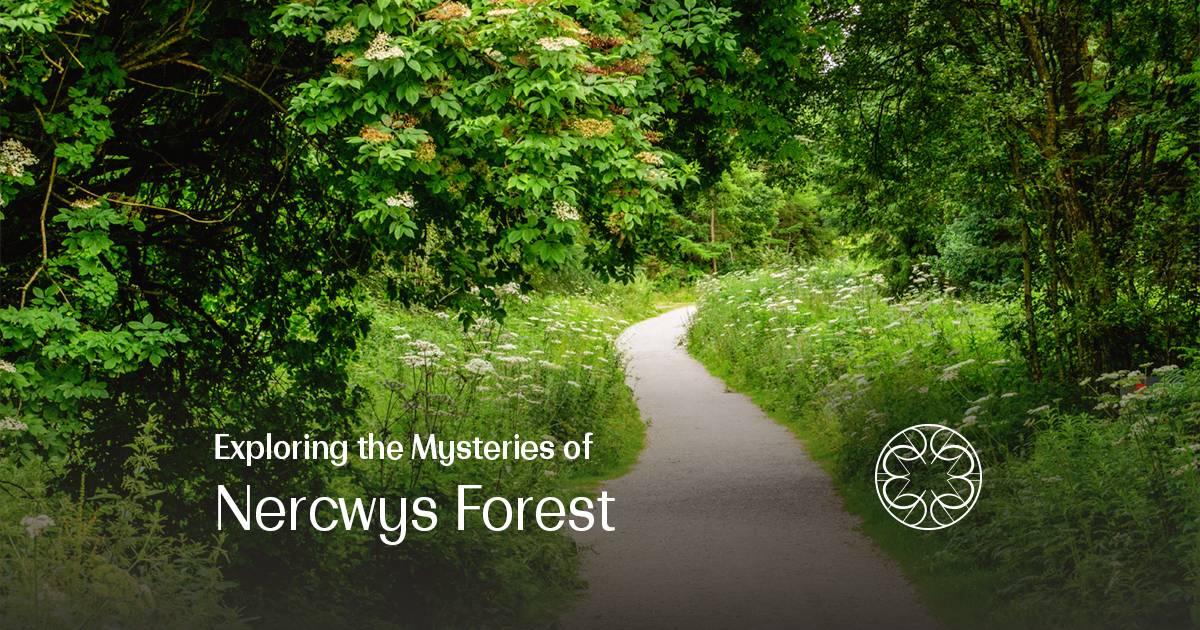 Exploring the Mysteries of Nercwys Forest